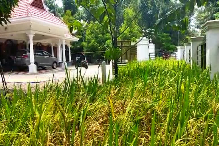 വീട്ടുമുറ്റത്ത് മിനി മോഡൽ നെൽകൃഷി  Mini model paddy cultivation in the backyard  Mini model paddy cultivation  മിനി മോഡൽ നെൽകൃഷി  വീട്ടുമുറ്റത്ത് നെൽകൃഷി പാടശേഖരം