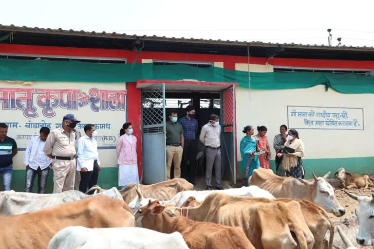 chhindwara cow shelter