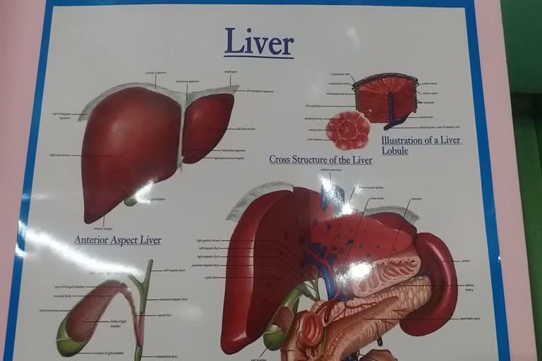 how-can-you-take-care-of-your-liver-know-advice-of-doctors