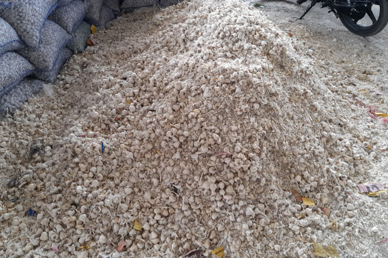 Very low price of garlic in Kota mandi this year
