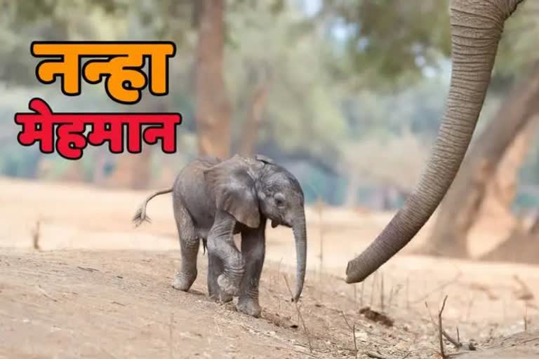 Corbett Baby Elephant Born