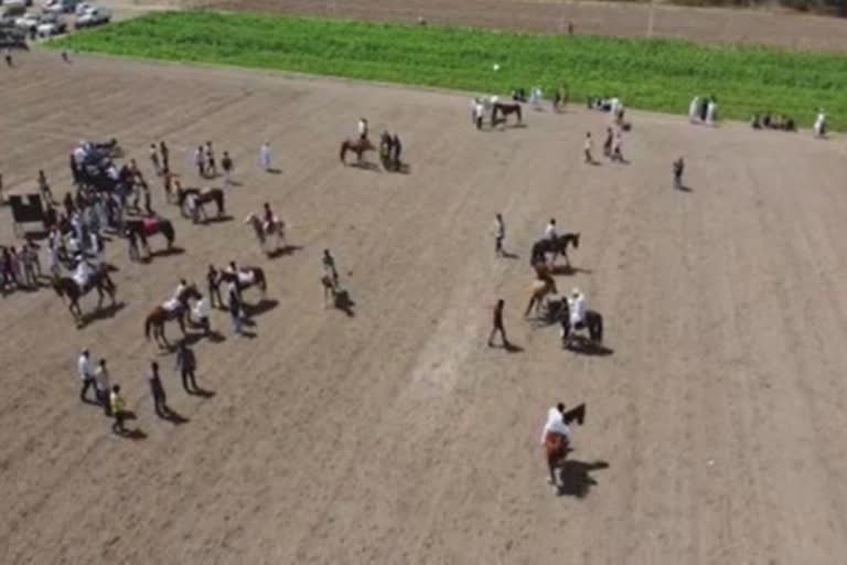 Horse races at weddings: ખંભાળિયાના ભારા બેરાજા ગામે અનોખા લગ્નોસત્વ યોજાયા