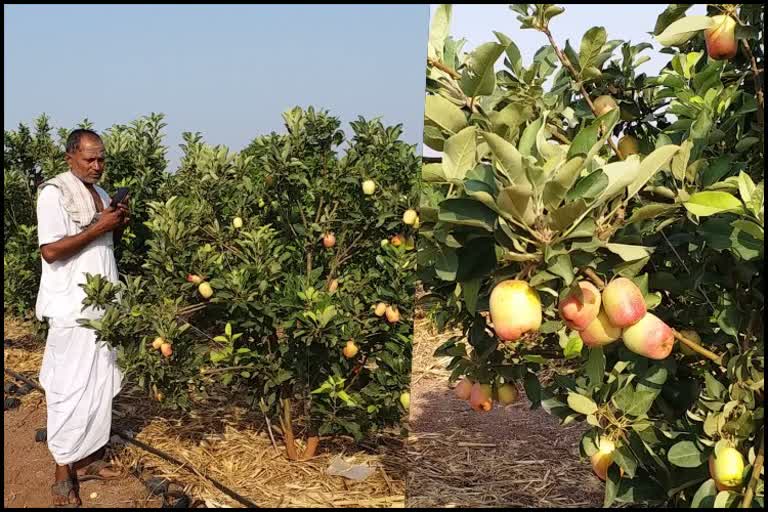 Farmer grows kashmiri apples in vijayapur