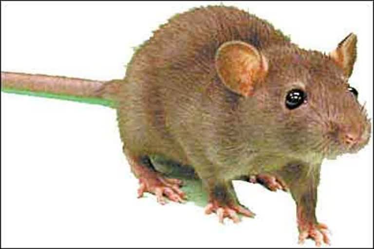Eat rat poison Nagpur