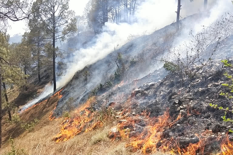 fire in the forests of Nainital