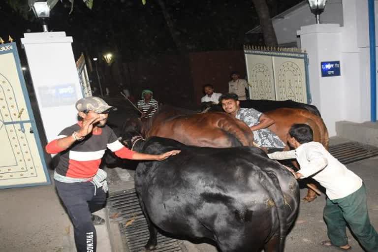 नीतीश कुमार गाय पालने के शौकीन