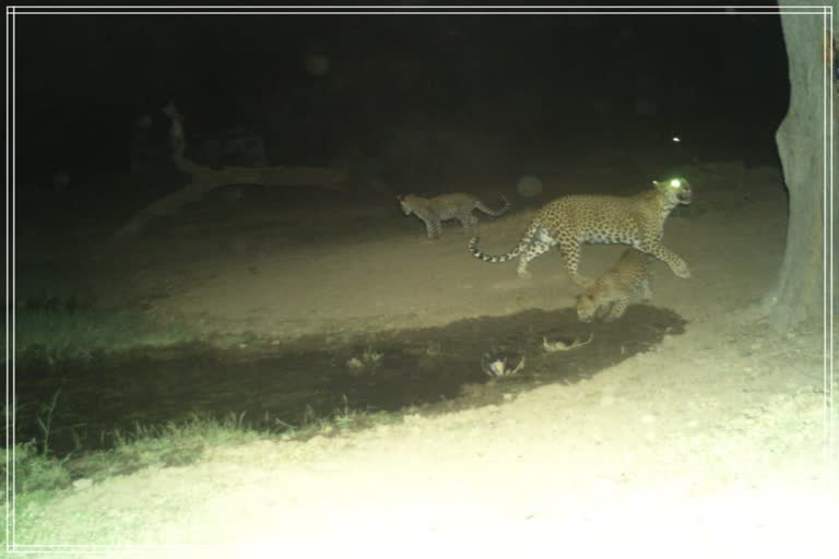 Amagarh Leopard Reserve