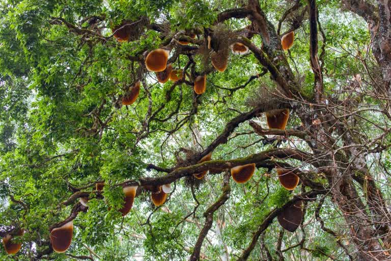 Fatal fall for honey-collecting tribal man  baby of panicked woman in forest area of Kerala  വയനാട്ടിൽ തേനെടുക്കുന്നതിനിടെ യുവാവ് വീണുമരിച്ചു  തേൻ ശേഖരിക്കാൻ പോയ സംഘത്തിലെ പിഞ്ചു കുഞ്ഞ് ഉൾപ്പെടെ രണ്ട് പേർക്ക് ദാരുണാന്ത്യം  വയനാട്ടിൽ തേൻ ശേഖരിക്കാൻ പോയ സംഘത്തിലെ രണ്ട് പേർ മരിച്ചു  ribal youth and six month old baby die in nilambur forest