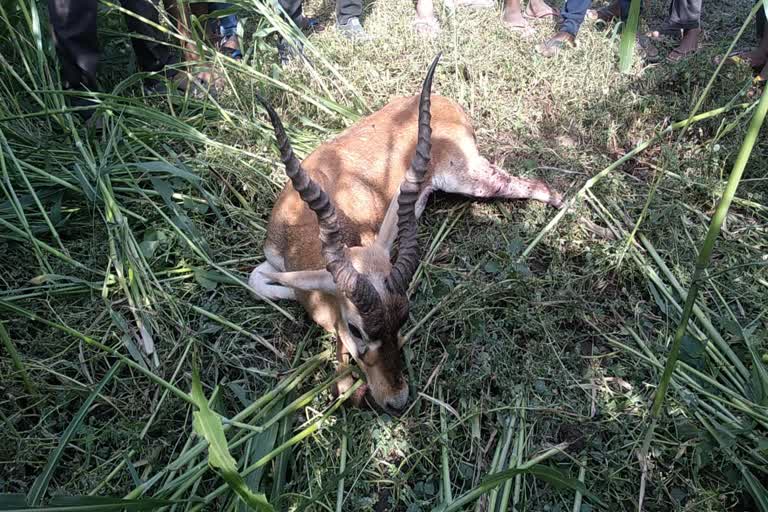 Black buck dies in Patna