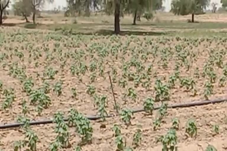 indigenous cotton farming in Haryana