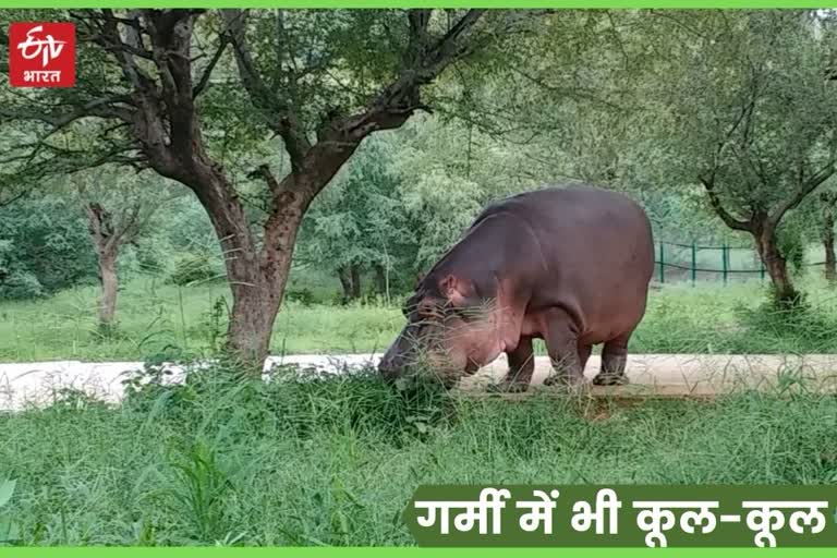 Nahargarh Biological Park