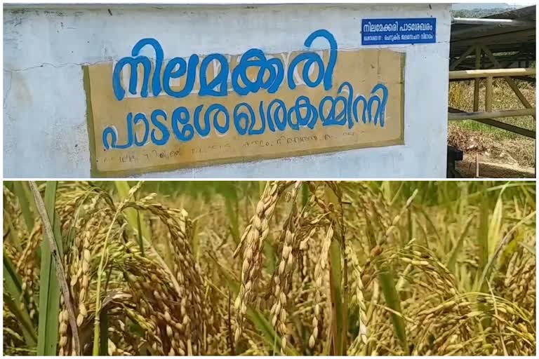 തിരുവനന്തപുരം നിലമക്കരി പാടം  നെല്‍പാടം വിളവെടുപ്പ്  നെല്‍കര്‍ഷകര്‍ ദുരിതത്തില്‍ തിരുവന്തപുരം  കുട്ടനാടന്‍ നെല്‍പാടം  തിരുവനന്തപുരം വെള്ളായണി നിലമക്കരി  paddy cultivation Thiruvananthapuram  Nilamakkari paddy field  thiruvananthapuram latest news