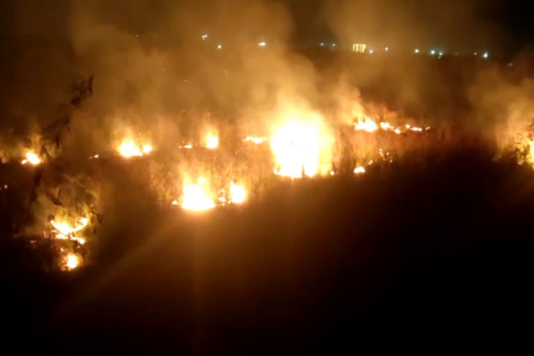 Alwar Forest Fire