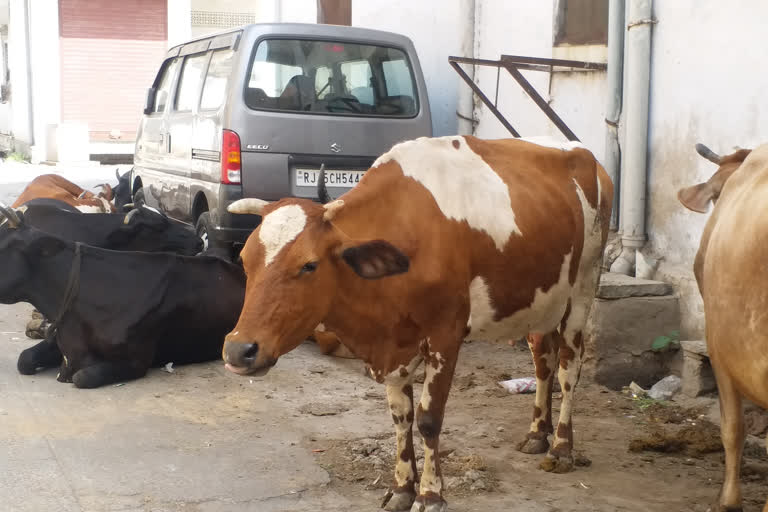 Mandatory Licencing Of Cows and Buffaloes