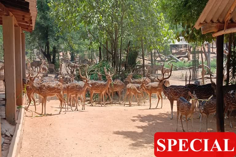 deer in birbhum ballavpur deer park