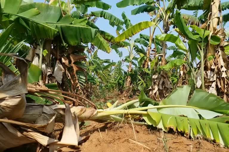 Banana crop loss due to rain in Davanagere
