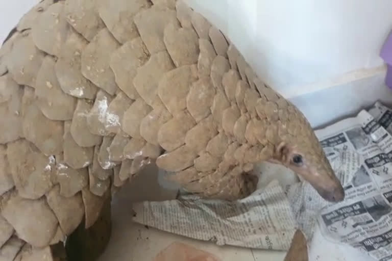 extinct species pangolin