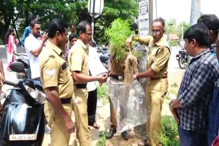 Excise found cannabis plant on roadside  കരുനാഗപ്പള്ളി പുതിയകാവ് ജംഗഷന്‍  റോഡിൽ കഞ്ചാവ് ചെടി നട്ട് വളർത്തി