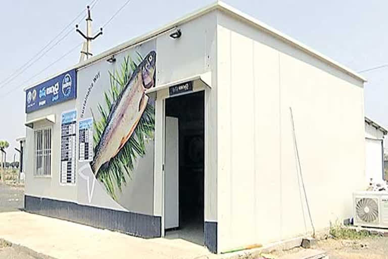 died fish are being sold in aqua hub at pulivendula in kadapa