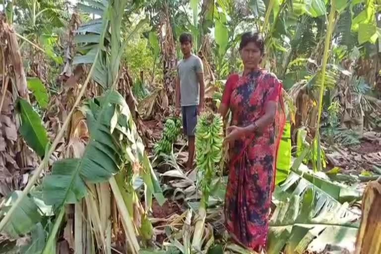 ಆನೆಗಳ ಹಾವಳಿಗೆ ಬೆಳೆ ಹಾನಿ