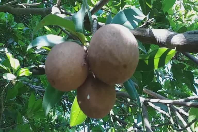 Sapodilla farming in Junagadh: ચીકુનું ઉત્પાદન અને બજાર ભાવો સારા, તેમ છતાં ખેડૂતોને નુકસાની