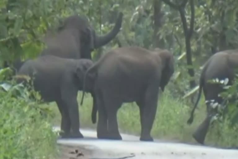Lemru Elephant Reserve in Korba