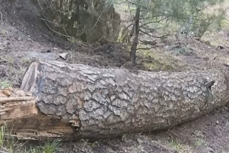 illicit-timber-seized-at-kudara-village-of-bandipora