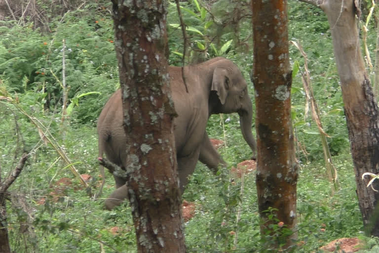 hanging fence to stop wild elephant  forest department with hanging fence to stop wild elephant  കാട്ടാന ആക്രമണം തടയാൻ ഹാങ്ങിങ് ഫെൻസിങ്  കാട്ടാന ആക്രമണം തടയാൻ പുതിയ പദ്ധതിയുമായി വനം വകുപ്പ്  ചിന്നക്കനാലിൽ കാട്ടാന ആക്രമണം  കാട്ടാന ശല്യത്തിന് പരിഹാരം തേടി വനം വകുപ്പ്