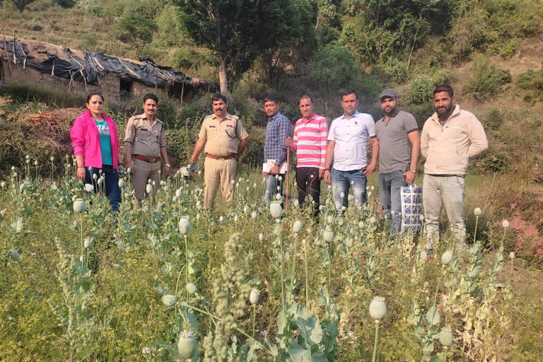 opium cultivation in Tehri