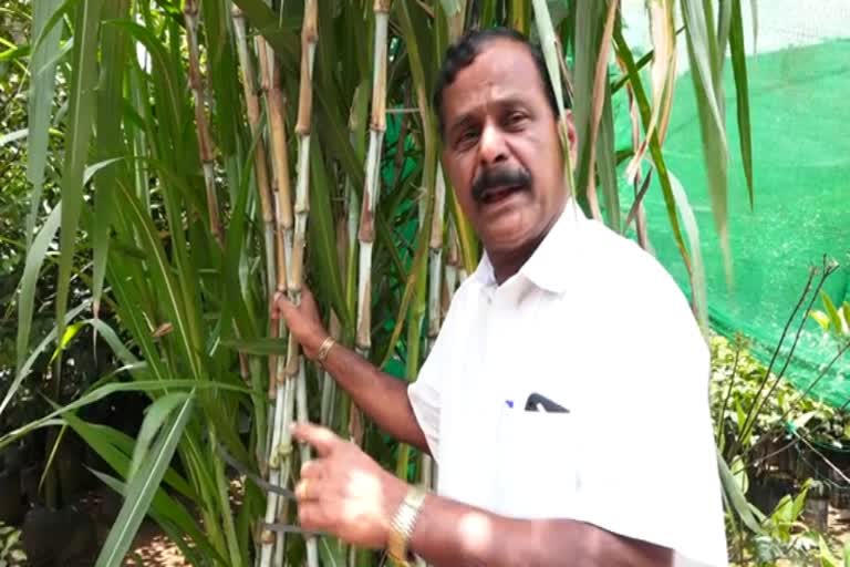 Thailand Super Napier grass for dairy farming  ക്ഷീരമേഖലയിൽ വിപ്ലവമായി തായ്‌ലന്‍ഡ് പുല്ലിനം  ക്ഷീരമേഖലയിൽ വിപ്ലവമായി തായ്‌ലന്‍ഡ് സൂപ്പര്‍ നേപ്പിയര്‍ പുല്ലിനം  സൂപ്പര്‍ നേപ്പിയര്‍ സൂപ്പർ  ക്ഷീരകർഷകർക്ക് തീറ്റപ്പുല്ല് തായ്‌ലന്‍ഡ് സൂപ്പര്‍ നേപ്പിയര്‍  Fodder Super Napier grass  തീറ്റപ്പുല്ല് കാലിത്തീറ്റ സൂപ്പര്‍ നേപ്പിയര്‍