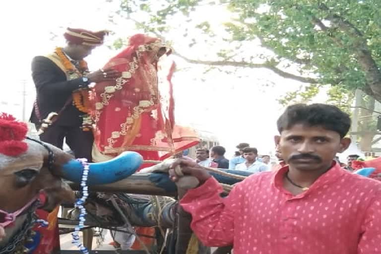 Bride departed in bullock cart in Bilaspur