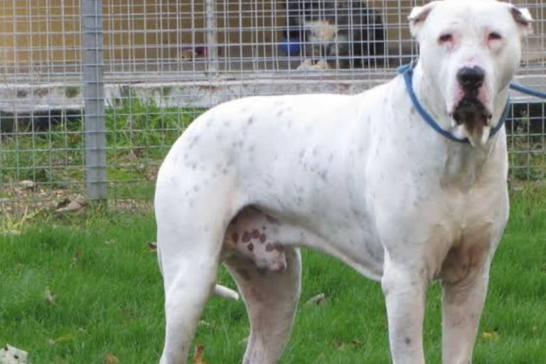 Pakistani Bully Dog