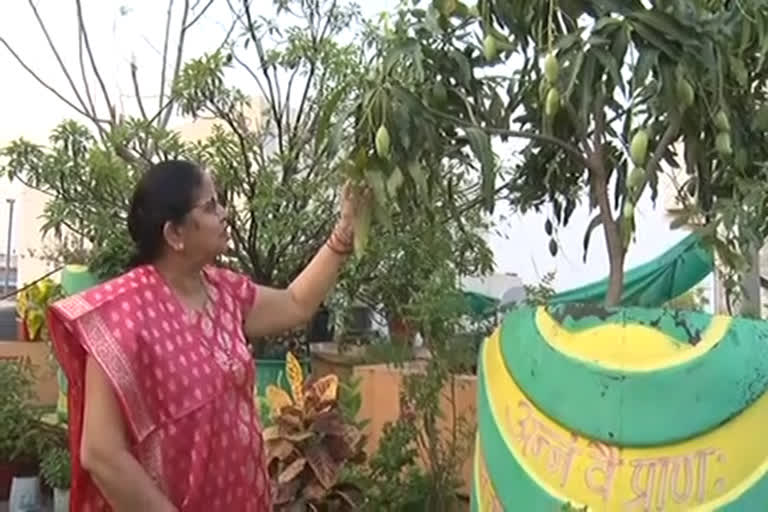 Pushpa Sahu doing farming on roof of house