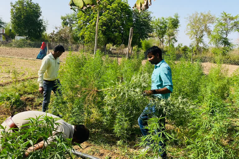 Illegal hemp cultivation found in Dungarpur