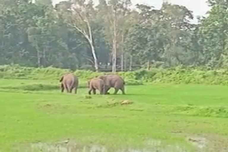 Elephant team active in Marwahi