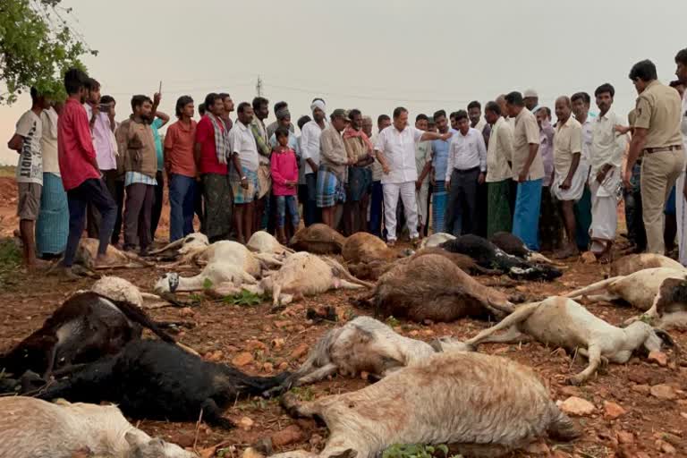 Sheeps died due to thunderbolts