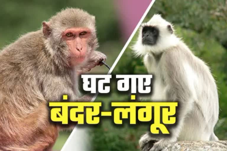 Record reduction in the number of monkeys and langurs in Uttarakhand