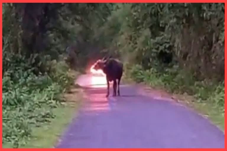 wild-buffalo-and-gaur-menace-in-udalguri-or-kaliabor