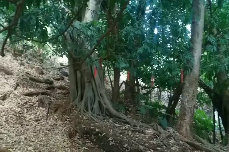 real Ashoka tree