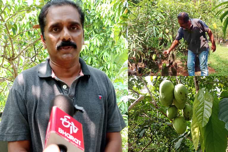 Kozhikode poyilil abdu mango trees farm  Kozhikode poyilil abdu 40 varieties of mango trees farm  Kozhikode poyilil abdu 150 varieties of mango trees farm  കാരശേരി ചീപ്പാംകുഴി പൊയിലിൽ അബ്‌ദു  പൊയിലിൽ അബ്‌ദു മാവ് തോട്ടം  കോഴിക്കോട് പൊയിലിൽ അബ്‌ദു മാങ്ങ നഴ്‌സറി  മാവുകളിൽ ഗവേഷണം നടത്തി അബ്ദു