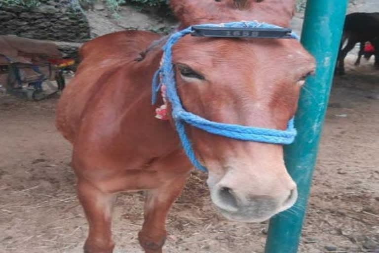 Gaurikund to Kedarnath horse ride