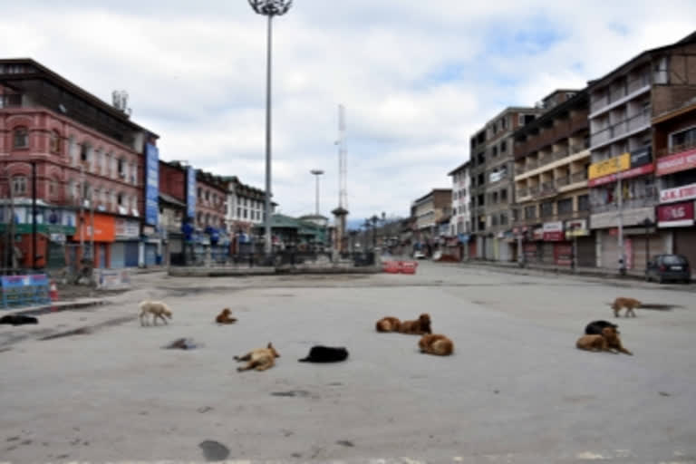 39 people injured in stray dog attack in Srinagar  dog attack tourist in Srinagar  stray dog in jammu kashmir  ശ്രീനഗറില്‍ തെരുവ് നായ്ക്കളുടെ ആക്രമണത്തിൽ 39 പേർക്ക് പരിക്ക്  17 വിനോദസഞ്ചാരികള്‍ക്കും 22 നാട്ടുകാര്‍ക്കുമാണ് നായ്ക്കളുടെ ആക്രമണത്തില്‍ പരിക്കേറ്റത്