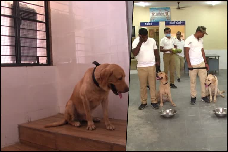 special treatment for police dogs