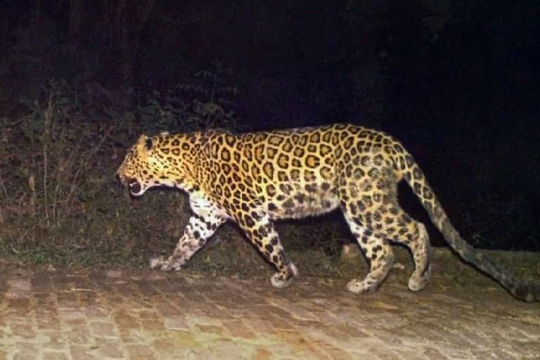 Leopard Dead in A Car Accident at NH31 in Siliguri