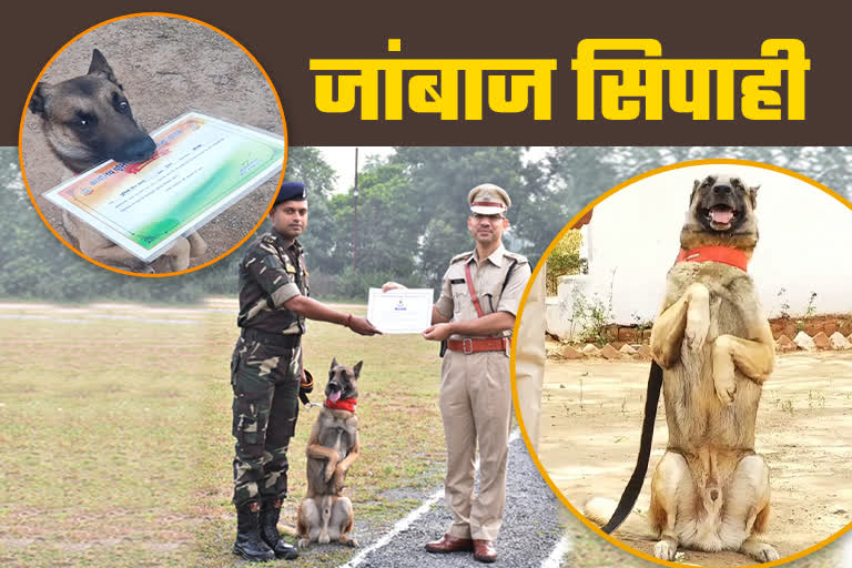 Korba Police Department Tracker Dog Bagha