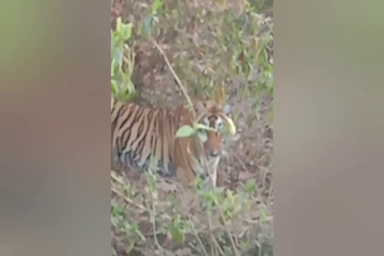 Tiger Cub spotted on Alwar Jaipur road