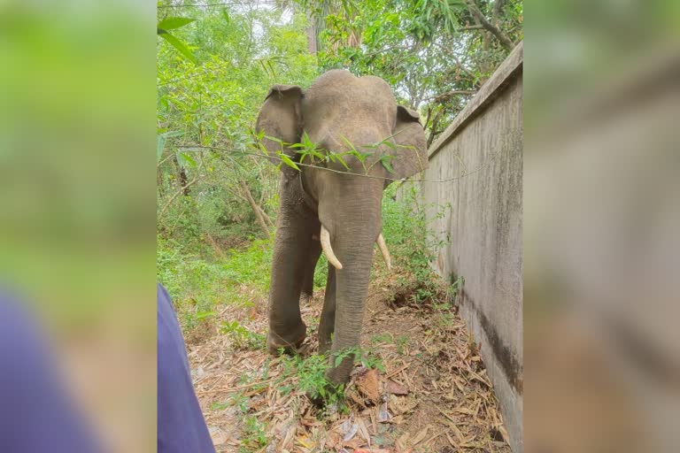 Elephant in Panrui Birbhum