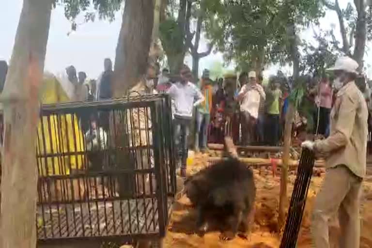 bears-from-bokaro-rescued-on-initiative-of-mp-maneka-gandhi-both-were-brought-to-ranchi-zoo