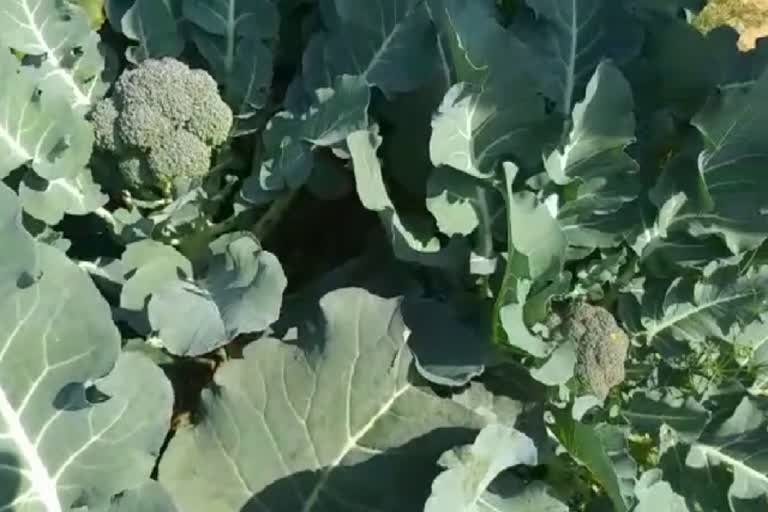 broccoli-farming-in-palamu
