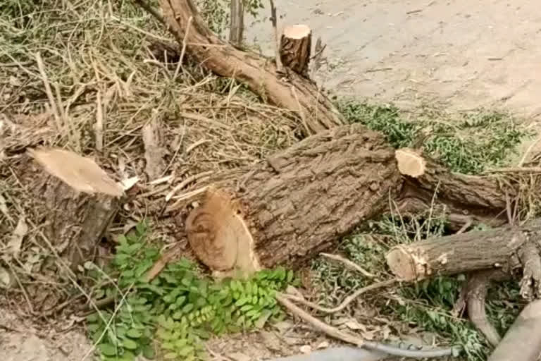 Illegal felling of trees in Jawahar Park Solan